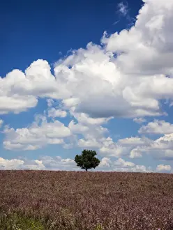 Images Dated 15th July 2014: Europe; France; Provence; Lone Tree in Lavender Field