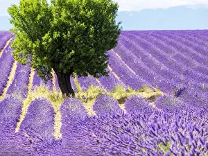 Images Dated 15th July 2014: Europe; France; Provence; Lone Tree in Lavender Field