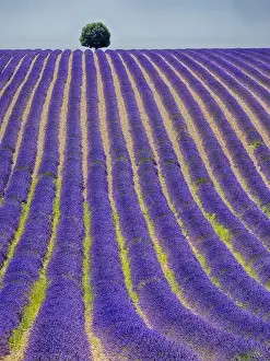 Images Dated 16th July 2014: Europe; France; Provence; Lone Tree in Lavender Field