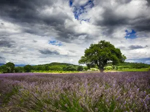 Images Dated 12th July 2014: Europe; France; Provence; Lone Tree in Lavender Field
