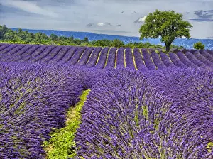 Images Dated 13th July 2014: Europe; France; Provence; Lone Tree in Lavender Field