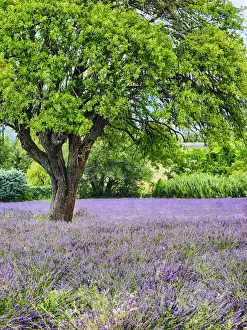 Images Dated 12th July 2014: Europe; France; Provence; Lone Tree in Lavender Field