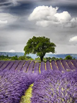 Majestic Prints: Europe; France; Provence; Lone Tree in Lavender Field