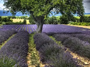 Images Dated 12th July 2014: Europe; France; Provence; Lone Tree in Lavender Field