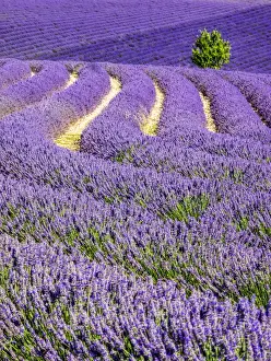 Images Dated 16th July 2014: Europe; France; Provence; Lone Tree in Lavender Field