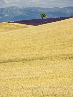 Images Dated 15th July 2014: Europe; France; Provence; Lone Tree in Lavender and Wheat Fields