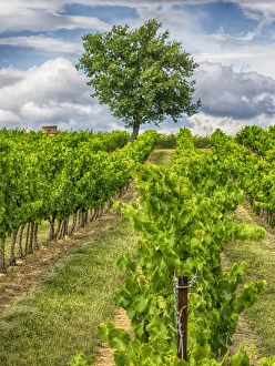 Images Dated 12th July 2014: Europe; France; Provence; Lone Tree in Vinyard