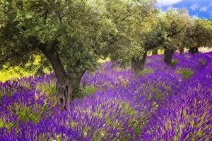 Olive Prints: Europe, France, Provence, Luberon. Lavender and olive trees