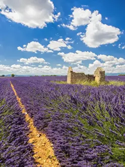 Oak Tree Prints: Europe; France; Provence; Old Farm House in Field of Lavender