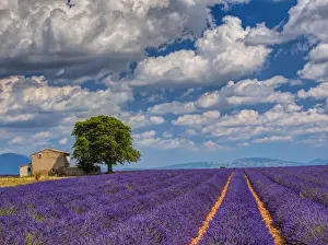 Images Dated 15th July 2014: Europe; France; Provence; Old Farm House in Field of Lavender