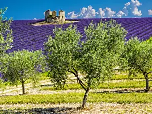 Europe; France; Provence; Old Farm House in Field of Lavender