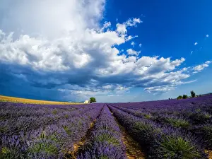 Images Dated 16th July 2014: Europe; France; Provence; Old Farm House in Field of Lavender