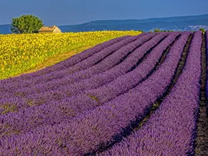 Images Dated 16th July 2014: Europe; France; Provence; Old Farm House in Field of Lavender and Sunflowers