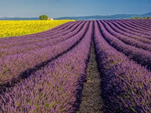 Images Dated 16th July 2014: Europe; France; Provence; Old Farm House in Field of Lavender and Sunflowers