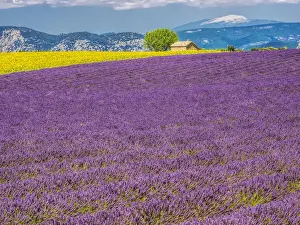Images Dated 15th July 2014: Europe; France; Provence; Old Farm House in Field of Lavender and Sunflowers