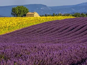 Images Dated 16th July 2014: Europe; France; Provence; Old Farm House in Field of Lavender and Sunflowers