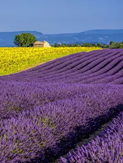 Images Dated 16th July 2014: Europe; France; Provence; Old Farm House in Field of Lavender and Sunflowers