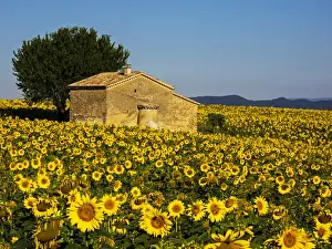 Images Dated 16th July 2014: Europe; France; Provence; Old Farm House in Field of Sunflowers