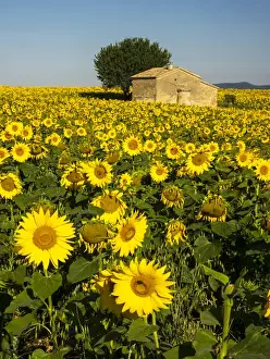 Europe; France; Provence; Old Farm House in Field of Sunflowers