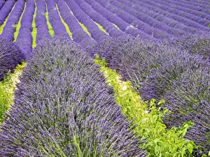 Provence Alpes Cote Dazur Prints: Europe; France; Provence; Patterns in the Lavender field near Roussillon