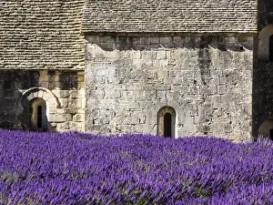 Romanesque Prints: Europe; France; Provence; Seananque Abbey; Seananque Abbey with Lavender in full bloom
