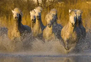 Camargue Prints: Europe, France, Provence. Seven white Camargue horses running in water. Credit as