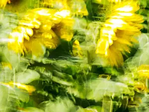 Farm Scene Prints: Europe; France; Provence; Sunflowers on a windy day in Motion