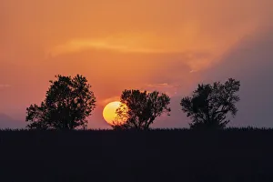Valensole Plateau Prints: Europe, France, Provence. Sunset and tree silhouettes on Valensole Plateau