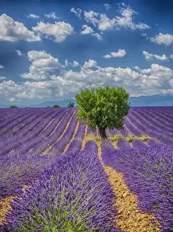 Images Dated 15th July 2014: Europe; France; Provence; Valensole; Lone Tree in Lavender Field
