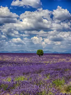 Images Dated 15th July 2014: Europe; France; Provence; Valensole; Lone Tree in Lavender Field
