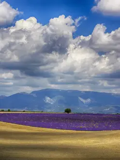 Oak Tree Prints: Europe; France; Provence; Valensole; Lone Tree in Lavender and Wheat Fields