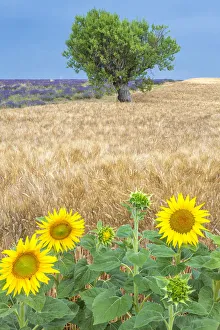 Europe, France, Provence, Valensole Plateau. Sunflowers, wheat, and olive tree. Credit as