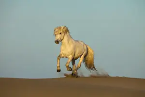 Trotting Prints: Europe, France, Provence. White Camargue horse running in sand