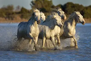 Europe, France, Provence. White Camargue horses running in water