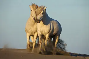 Trotting Prints: Europe, France, Provence. Two white Camargue horses trotting in sand