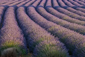 Europe, France. Rows of lavender in Provence