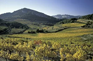 Europe, France, Vaucluse Dentelles de Montmirail Provence vineyards in autumn