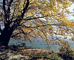 Europe, Germany
