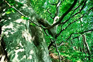 EUROPE, Germany, Baltic Sea, Island of Ruegen Jasmund Nat l Park