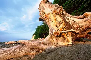 Christian Ziegler Prints: EUROPE, Germany, Baltic Sea, Island of Ruegen Large stump on island coastline