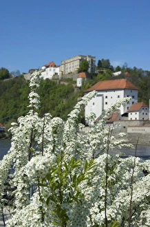 Images Dated 23rd April 2009: Europe, Germany, Bavaria, Passau, Oberhaus Fortress and flowering trees along Danube