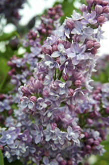 Images Dated 26th April 2009: Europe, Germany, Bavaria, Straubing, lilac blossoms