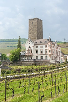 Images Dated 15th May 2010: Europe, Germany, Hessen, Rudesheim, Boosenburg Castle, Carl Jung vineyard