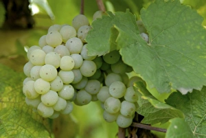 Mold Prints: Europe, Germany, Hessen, Rudesheim am Rhein, Harvest in the vinyard along the Rhine