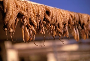 Images Dated 13th June 2011: Europe, Greece, Cyclades Islands, Paros Island, Naoussa. Octopus drying