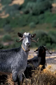 Europe, Greece, Goat