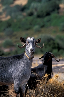 Images Dated 14th June 2005: Europe, Greece, Goat