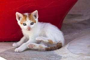 Images Dated 25th May 2010: Europe, Greece, Greek Island, Mykonos, Youn kitten next to colorful red pot