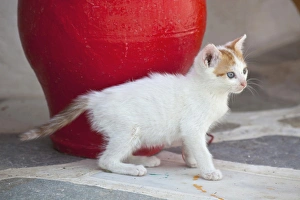 Images Dated 25th May 2010: Europe, Greece, Greek Island, Mykonos, Youn kitten next to colorful red pot