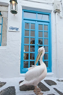 Europe, Greece, Greek Island, Mykonos, Hora, White Pelican wandering the alleyways